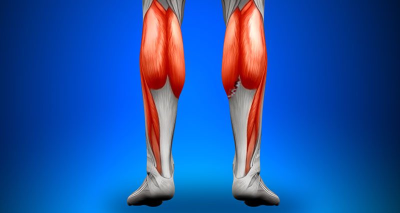 Calf Strain Torn Calf Muscle Treatment And Rehabilitation And Exercises