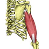 Elbow joint muscles