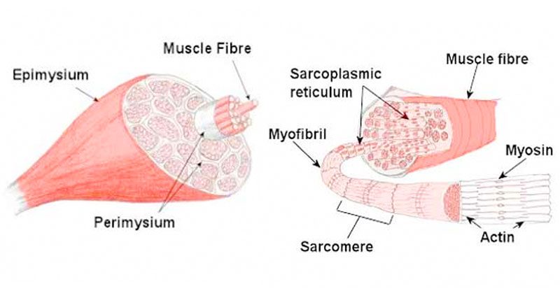 Human muscle structure