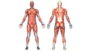 Human muscles anatomy