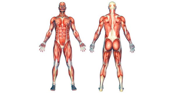 Human muscles anatomy