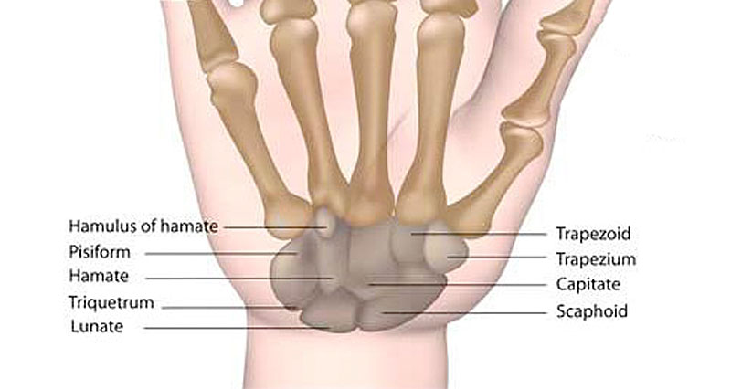 Wrist anatomy