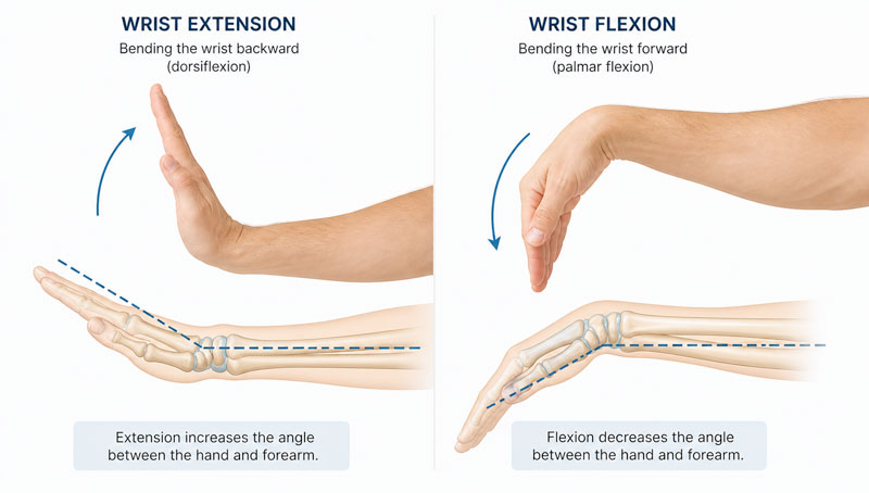 wrist-flexion-extension800 wrist flexion and extension