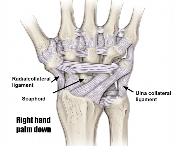 wrist-ligaments-right-dorsal600