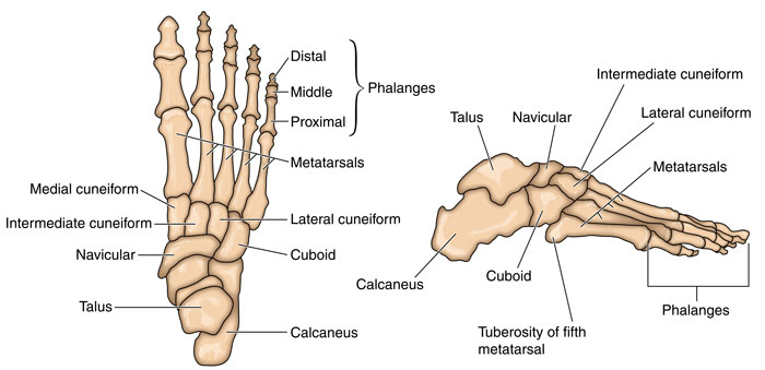 Foot bones