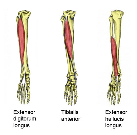 Foot extensor muscles