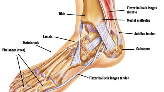 Flexor hallucis longus tendinopathy anatomy