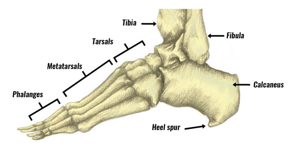 Heel spur anatomy