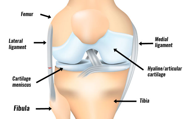 LCL sprain anatomy