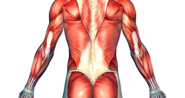 Back muscles