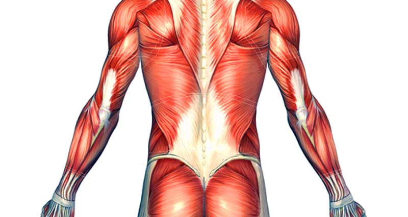 Brød Plantation Forstærker Back Muscle Strain - Symptoms, Causes and Treatment