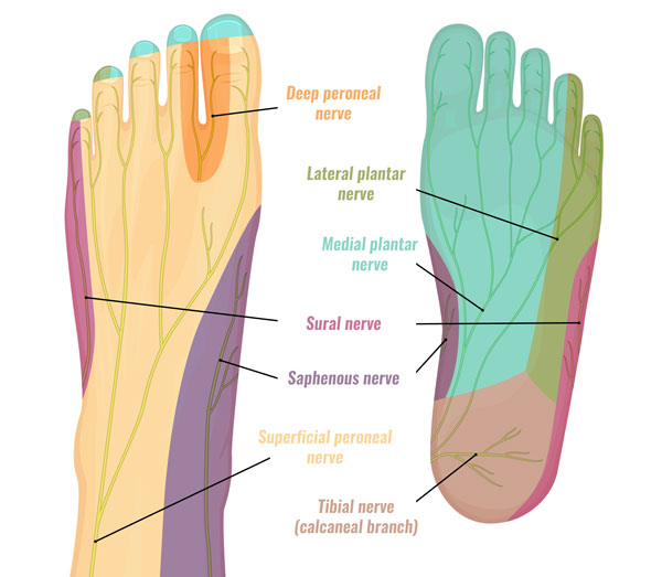 Medial Calcaneal Nerve Entrapment Symptoms Treatment