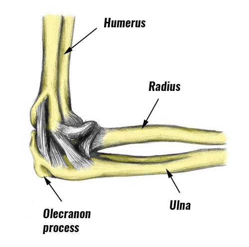 Olecranon process