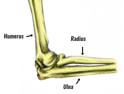 Elbow joint bones