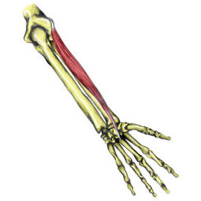 Extensor Carpi Radialis Brevis