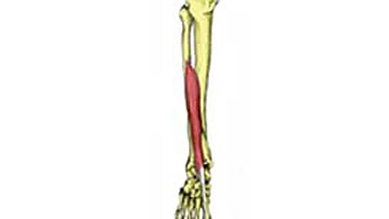extensor hallucis longus