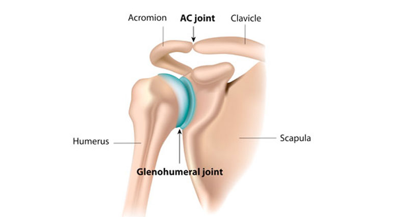 Shoulder anatomy