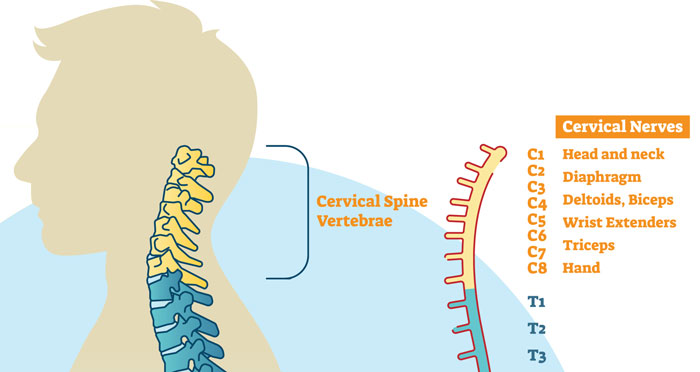 Cervical nerves