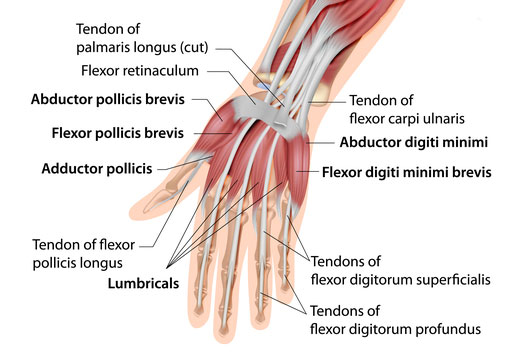 Hand muscles