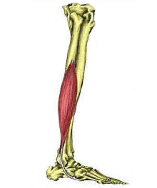 Peroneus brevis muscle