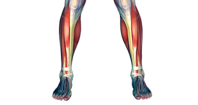 Foot & ankle muscles