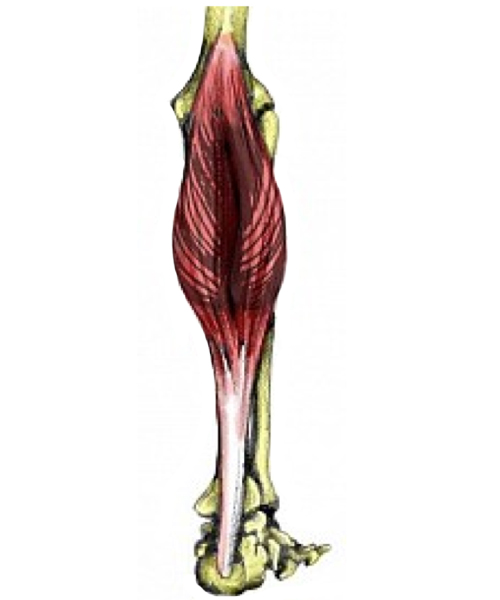 Gastrocnemius muscle