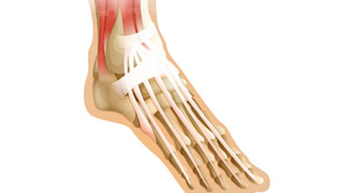 Extensor tendons of the foot