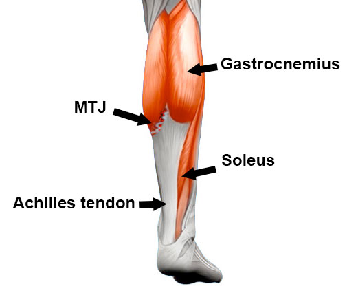 What are the 3 Calf Muscles?