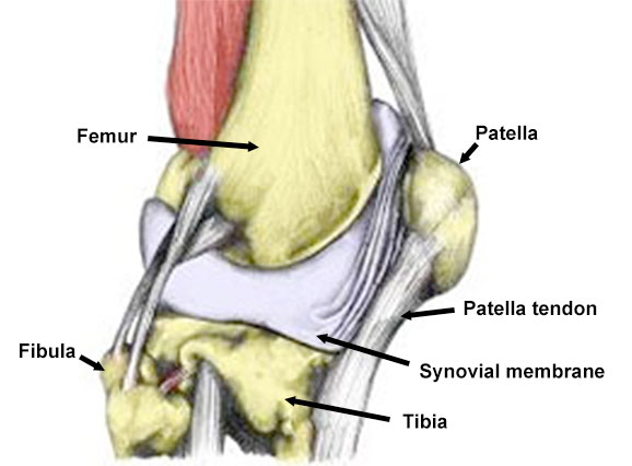 Synovial plica labelled