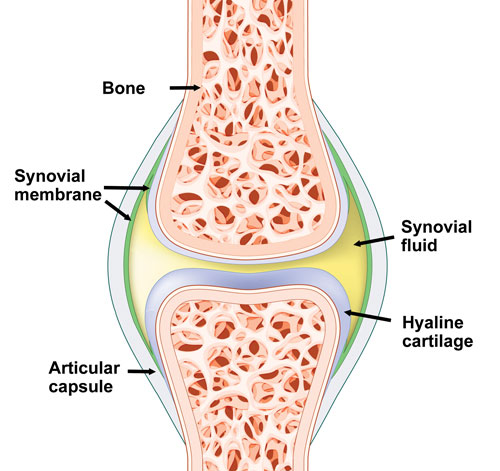 knee synovitis