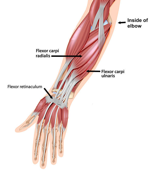 Flexor muscles of the elbow