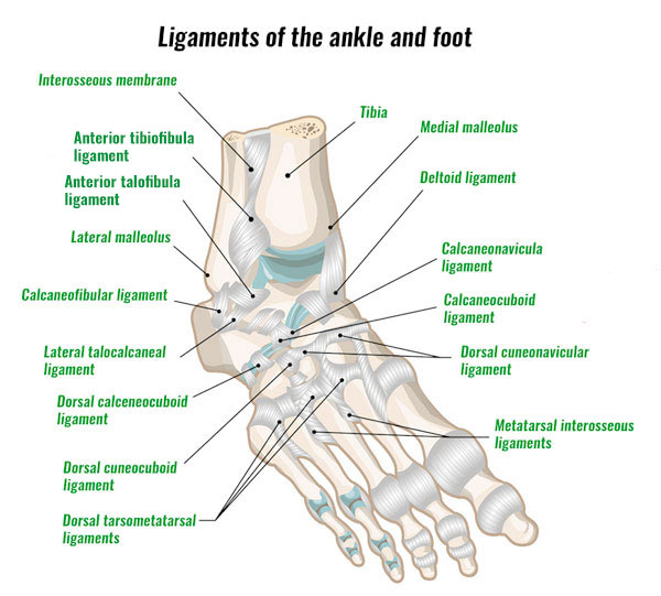 Foot ligaments