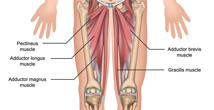 groin adductor muscles diagram