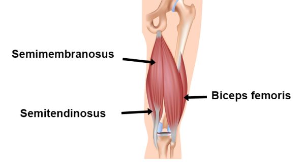 Hamstring muscles