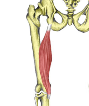 semimembranosus hamstring muscle