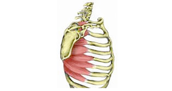 serratus anterior muscle