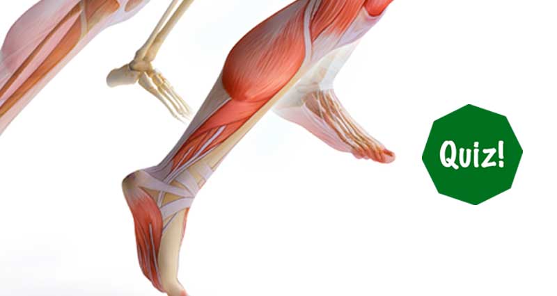 ankle joint muscles quiz