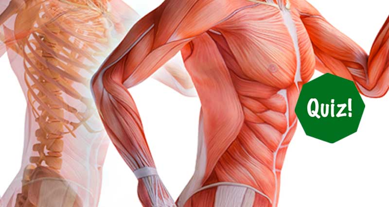 elbow joint muscles quiz