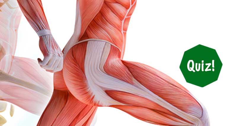 hip groin muscles quiz