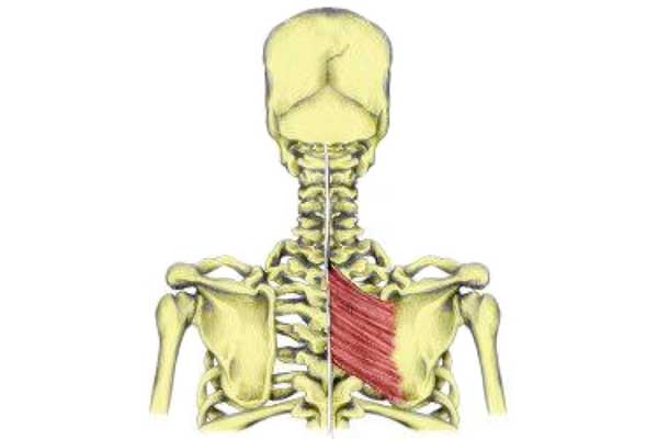 Rhomboids shoulder girdle muscle