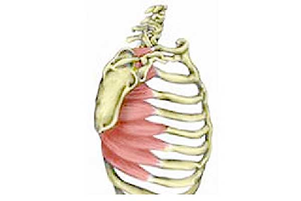 Serratus anterior shoulder girdle muscle