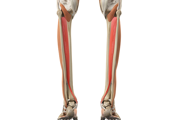 tibialis posterior muscle
