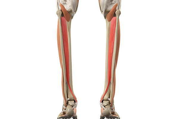 Tibialis posterior muscle