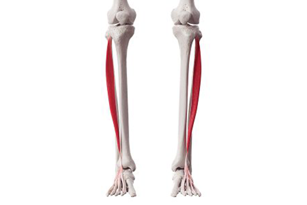 extensor digitorum longus muscle