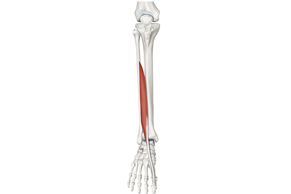 extensor hallucis longus