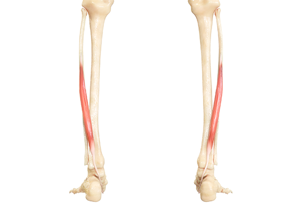 Flexor Hallucis longus