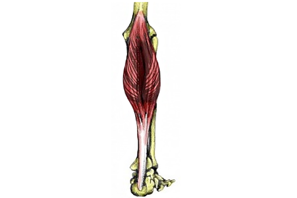 Knee Muscles - Origin, Insertion, Actions & Exercises