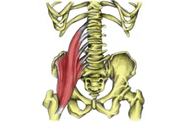 Iliopsoas muscle