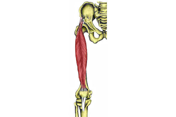 Rectus femoris muscle