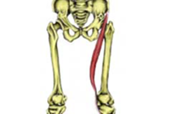 Sartorius hip flexor muscle
